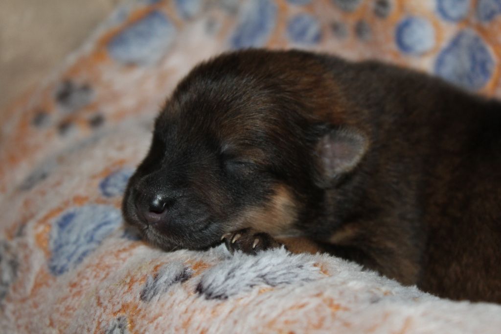 Du Domaine D'Alvheim - Chiots disponibles - Eurasier