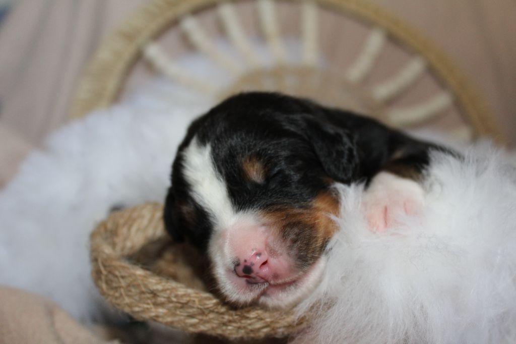 Du Domaine D'Alvheim - Chiots disponibles - Bouvier Bernois