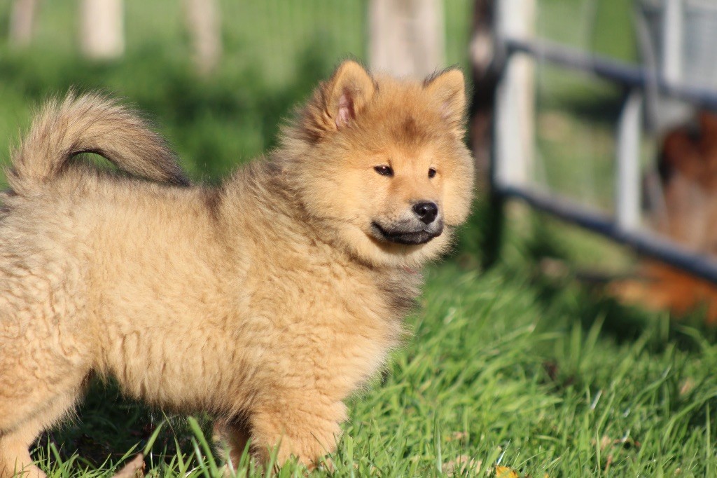 Du Domaine D'Alvheim - Chiots disponibles - Eurasier