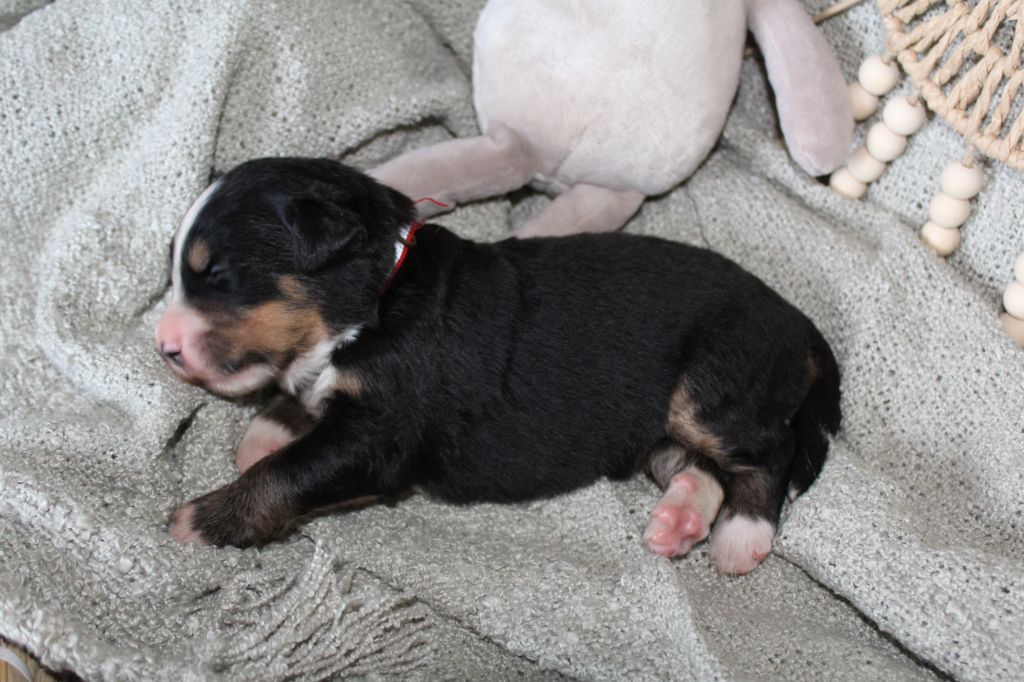 Du Domaine D'Alvheim - Chiots disponibles - Bouvier Bernois
