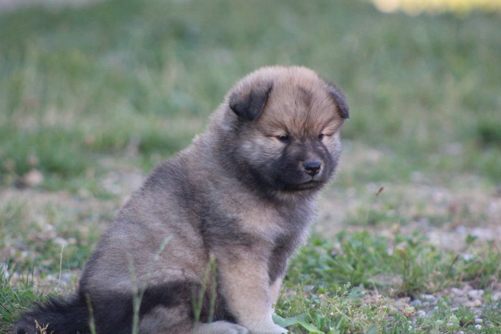Du Domaine D'Alvheim - Chiots disponibles - Eurasier