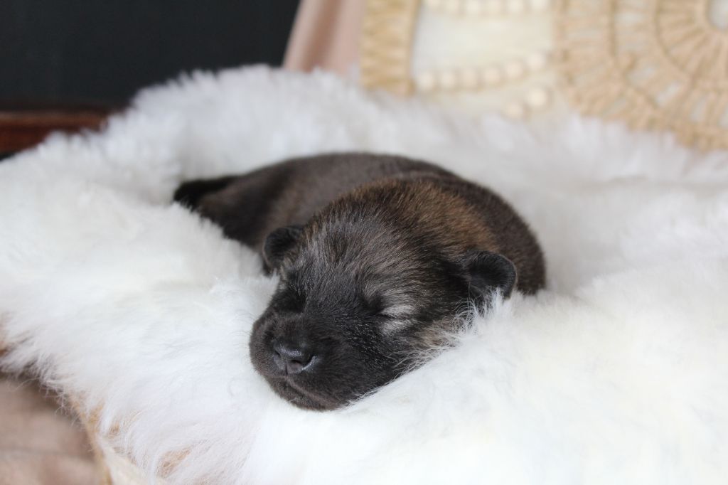 Du Domaine D'Alvheim - Chiots disponibles - Eurasier