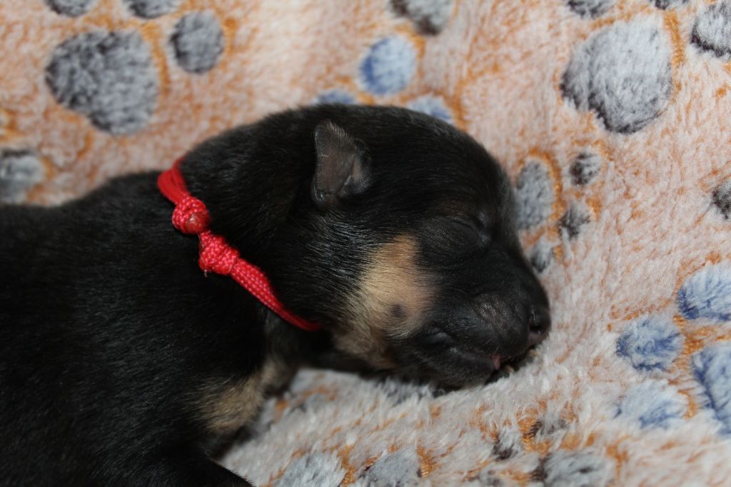 Du Domaine D'Alvheim - Chiots disponibles - Eurasier