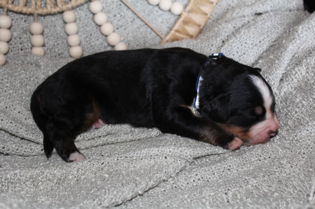 Du Domaine D'Alvheim - Chiots disponibles - Bouvier Bernois