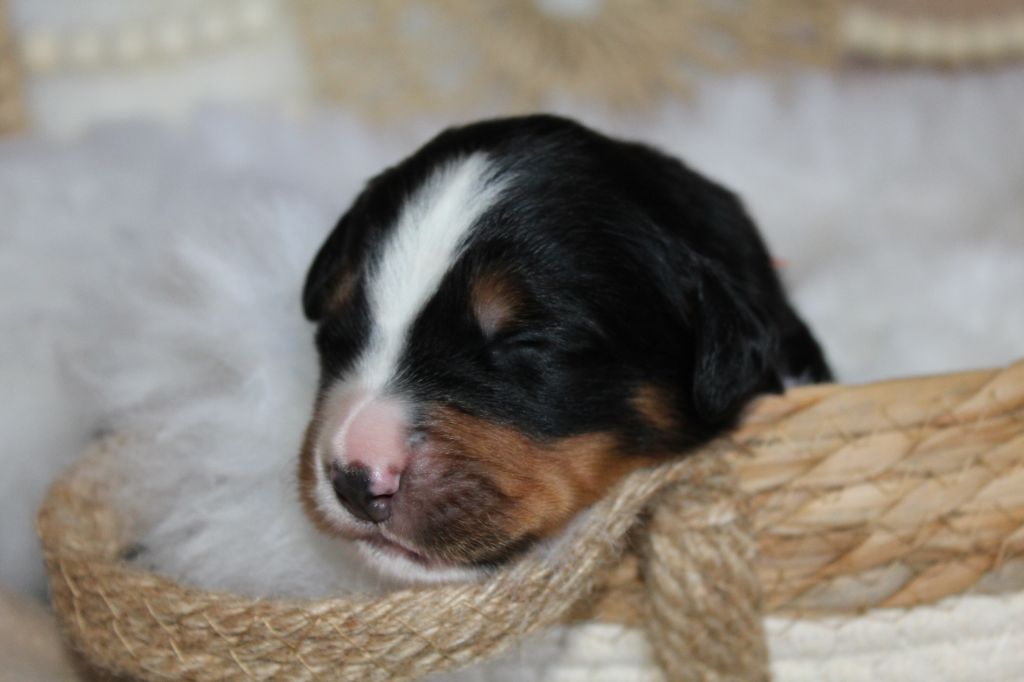 Du Domaine D'Alvheim - Chiots disponibles - Bouvier Bernois