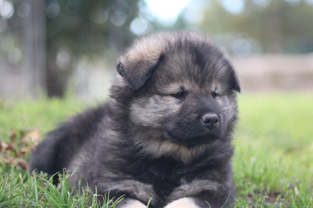 Du Domaine D'Alvheim - Chiots disponibles - Eurasier