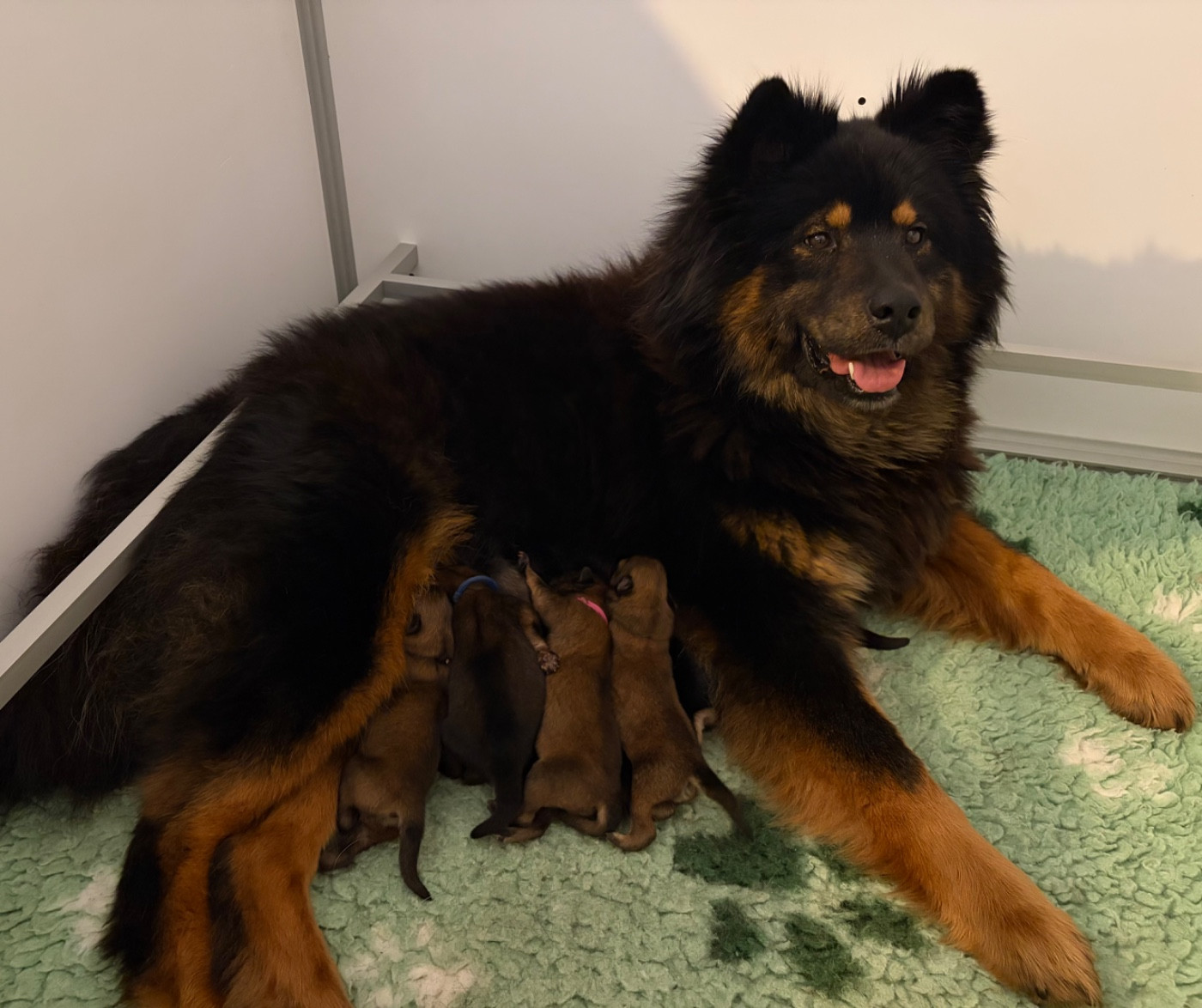 Chiot Eurasier Du Domaine D'Alvheim