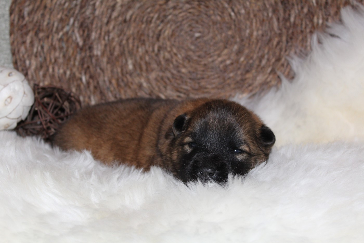 Du Domaine D'Alvheim - Chiots disponibles - Eurasier