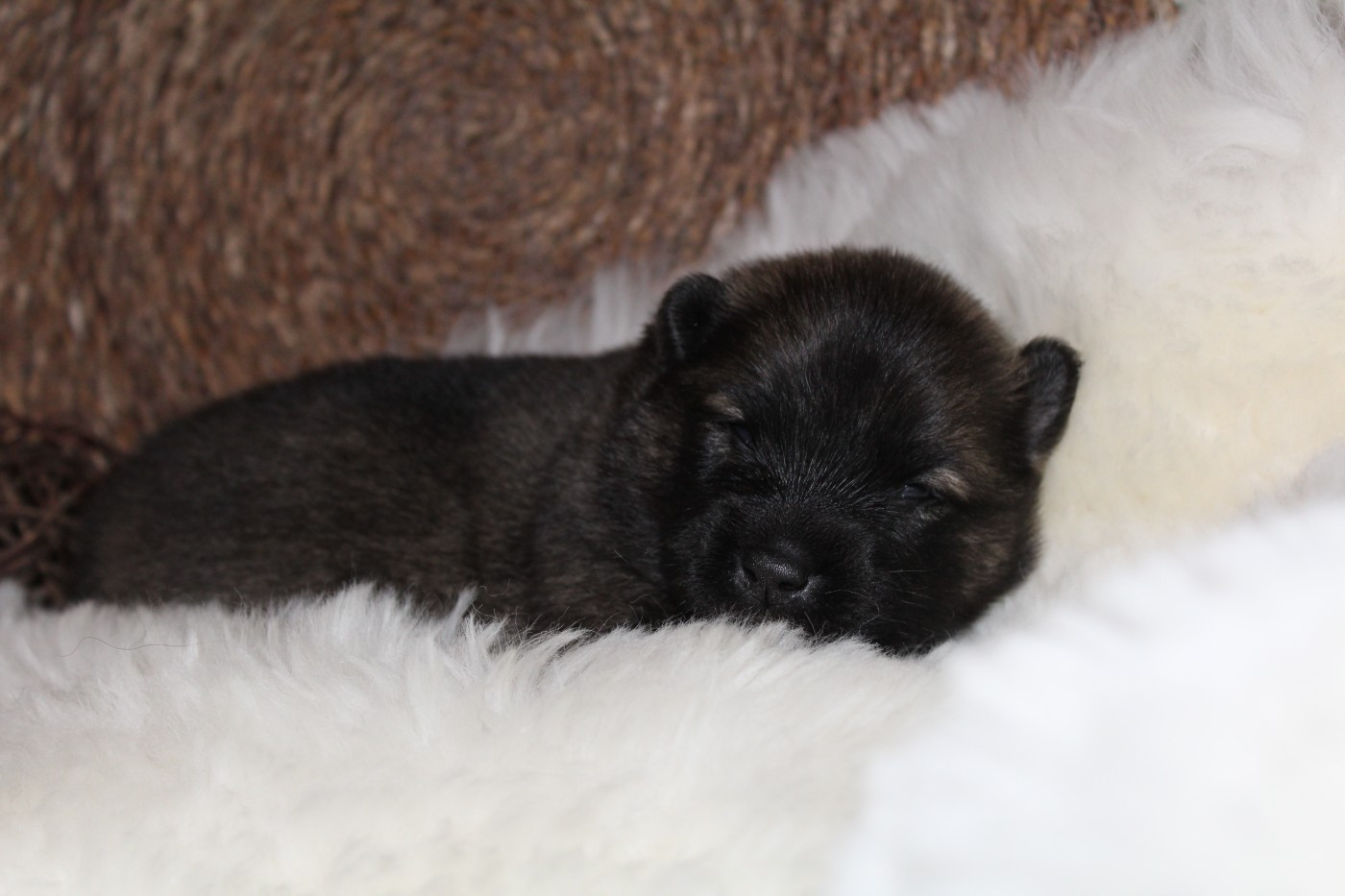 Du Domaine D'Alvheim - Chiots disponibles - Eurasier