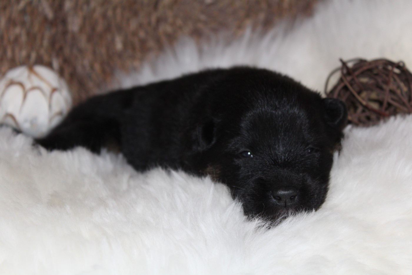Du Domaine D'Alvheim - Chiots disponibles - Eurasier