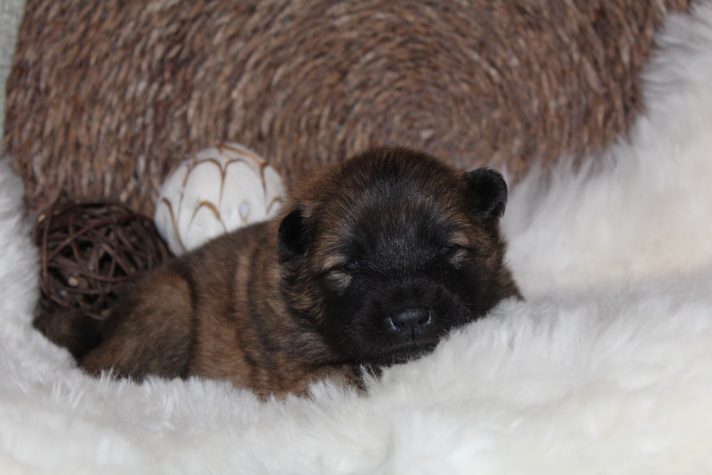 Du Domaine D'Alvheim - Chiots disponibles - Eurasier