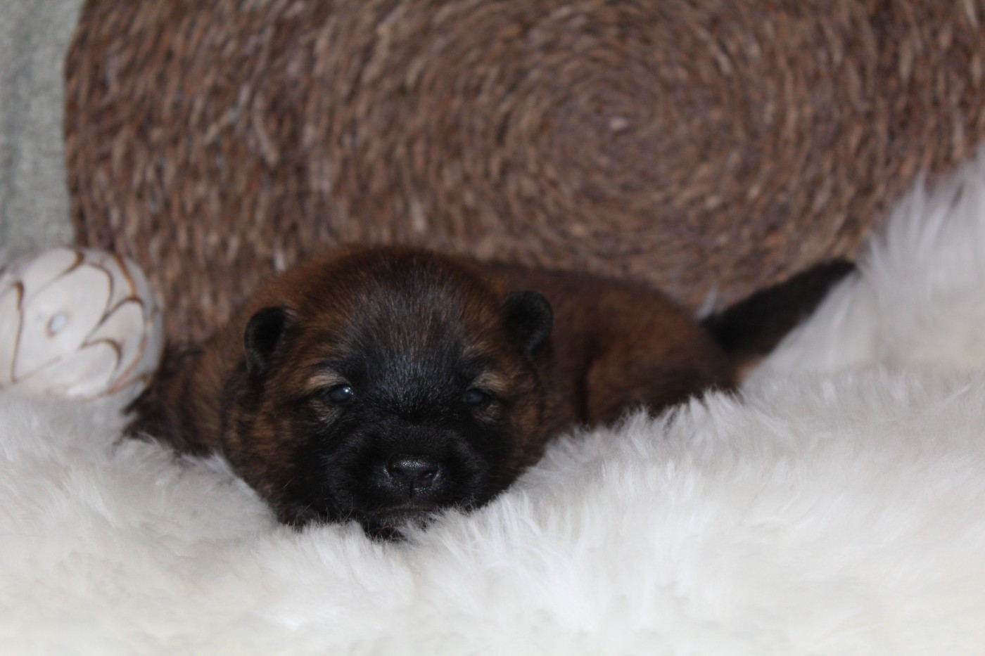 Du Domaine D'Alvheim - Chiots disponibles - Eurasier