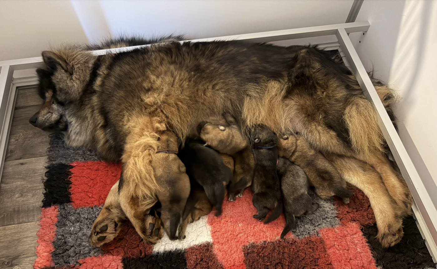 Chiot Eurasier Du Domaine D'Alvheim