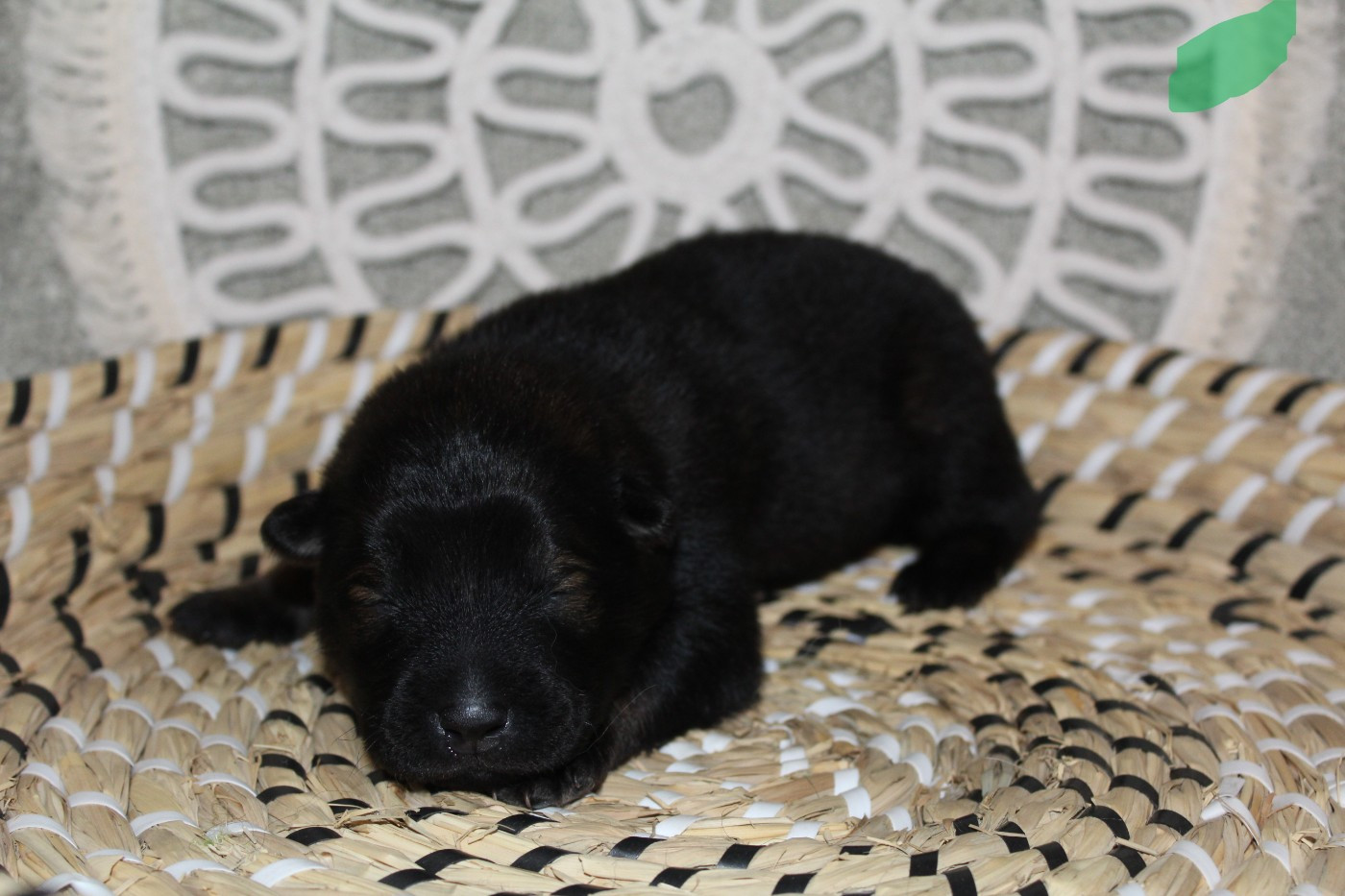 Du Domaine D'Alvheim - Chiots disponibles - Eurasier