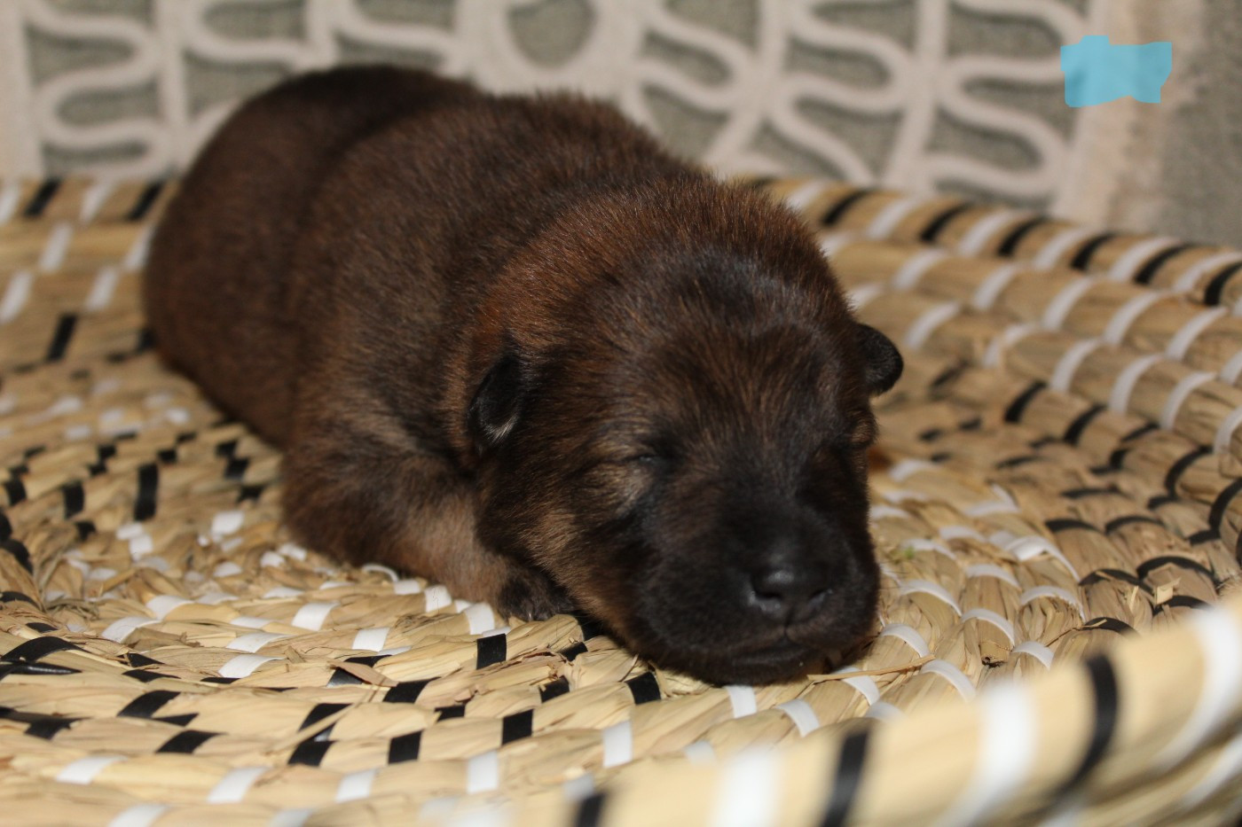Du Domaine D'Alvheim - Chiots disponibles - Eurasier