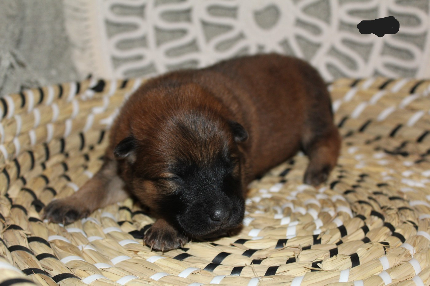 Du Domaine D'Alvheim - Chiots disponibles - Eurasier
