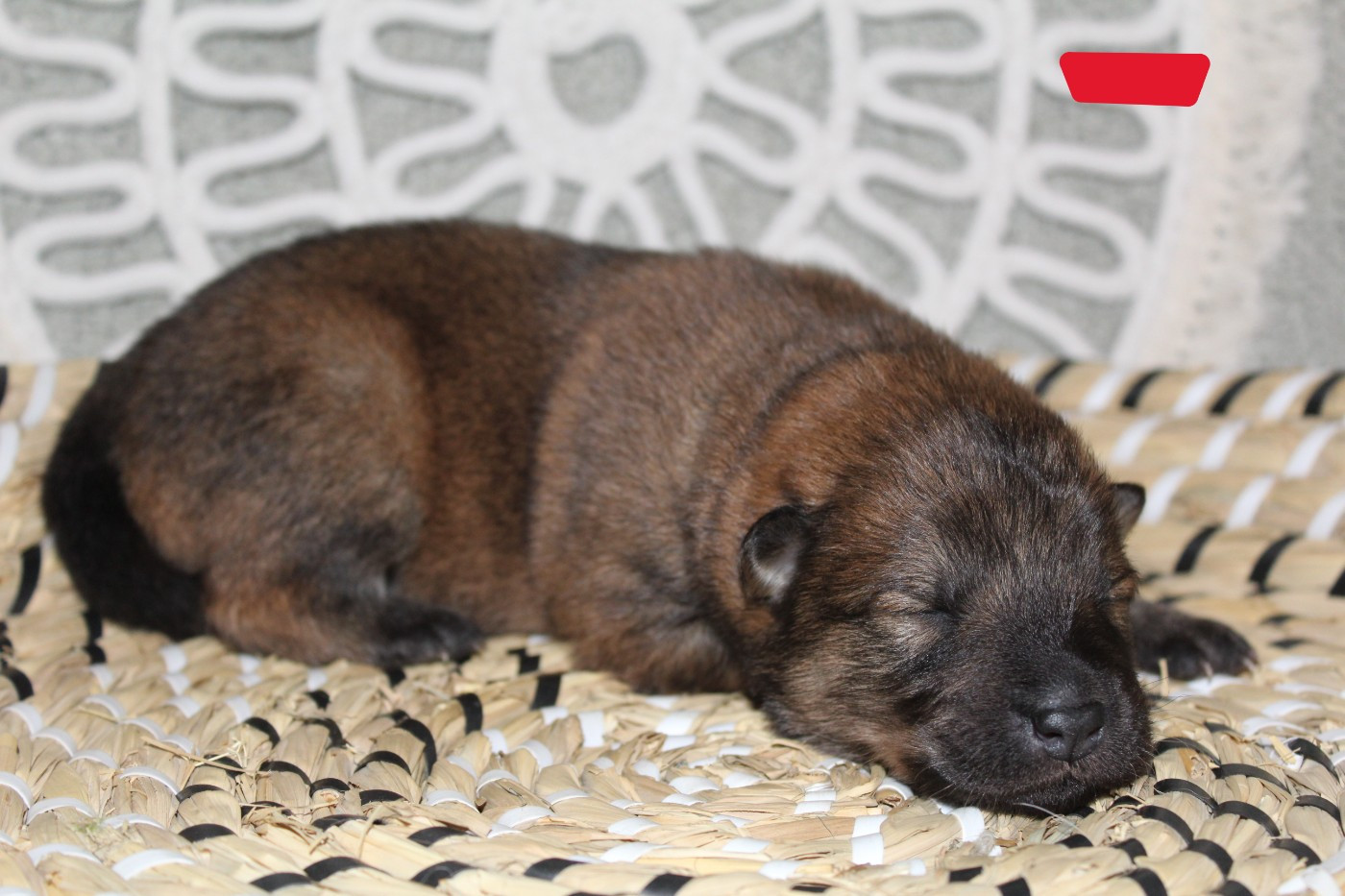 Du Domaine D'Alvheim - Chiots disponibles - Eurasier