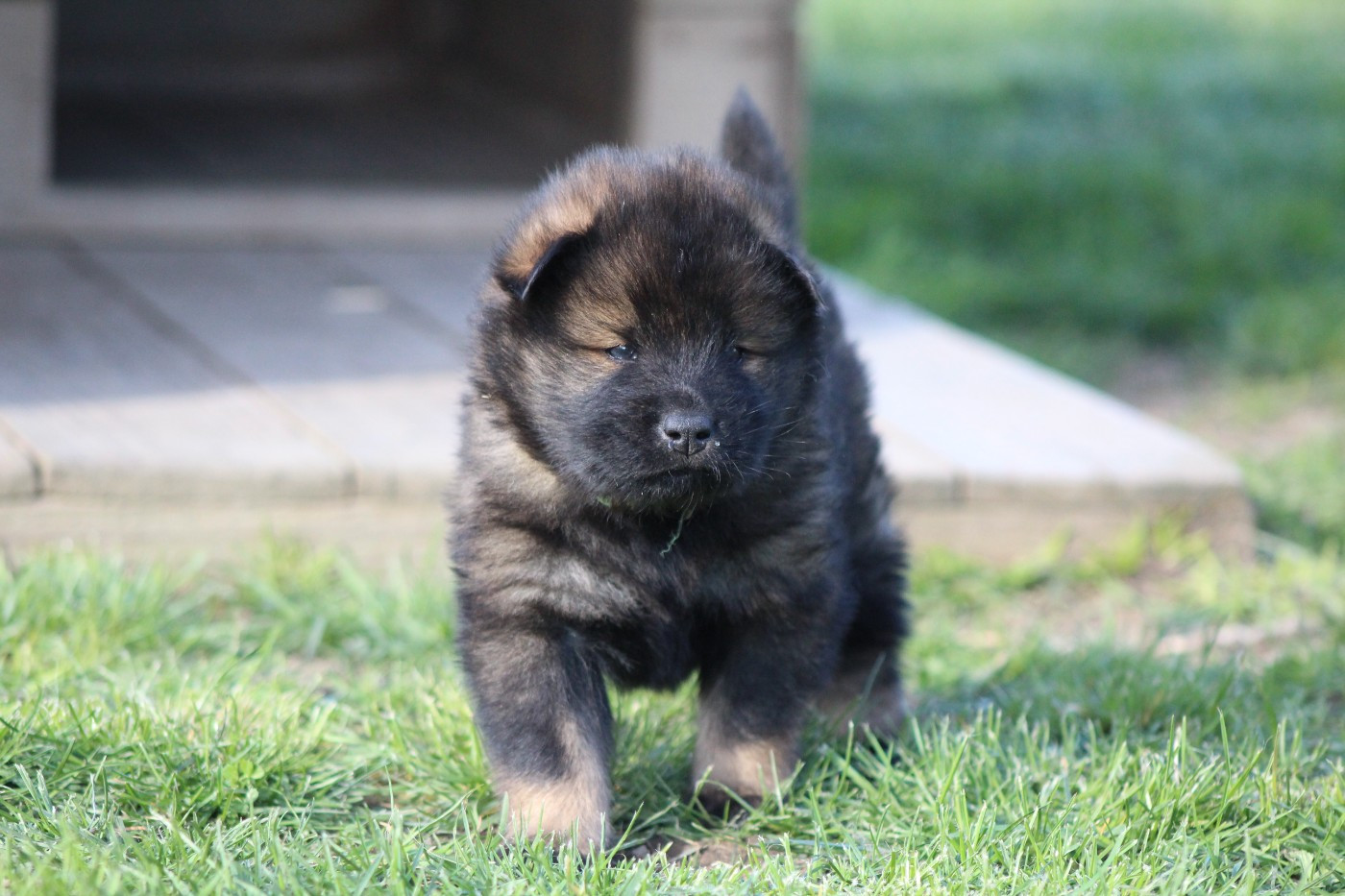 Du Domaine D'Alvheim - Chiots disponibles - Eurasier