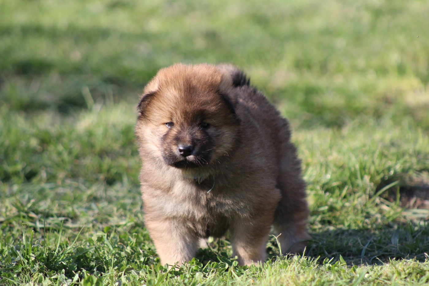 Du Domaine D'Alvheim - Chiots disponibles - Eurasier