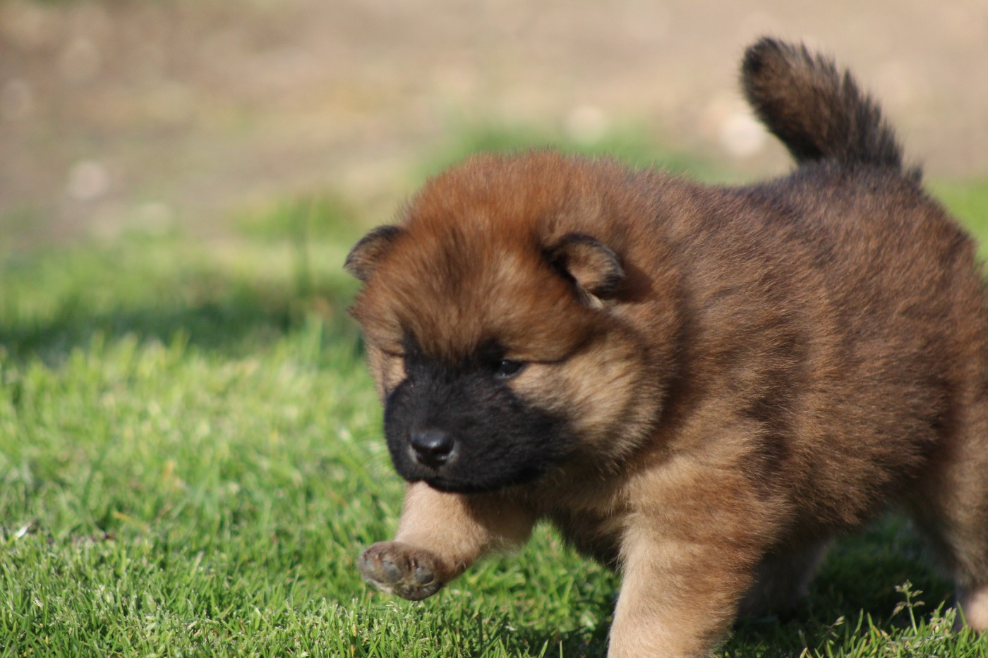 Du Domaine D'Alvheim - Chiots disponibles - Eurasier