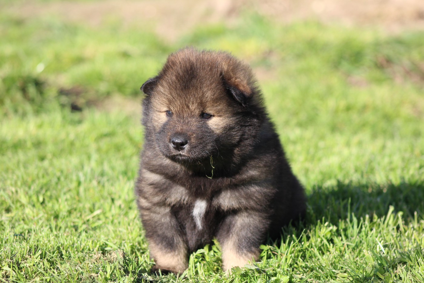 Du Domaine D'Alvheim - Chiots disponibles - Eurasier