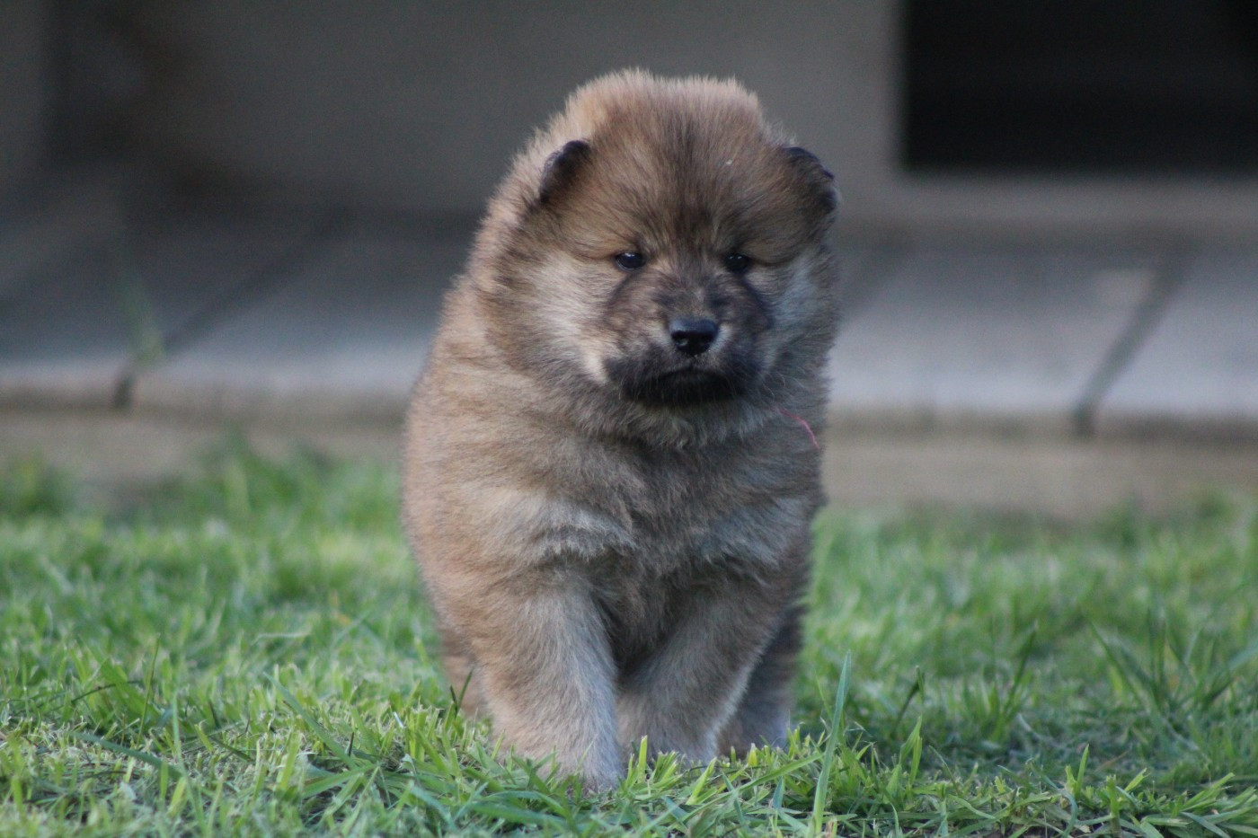 Du Domaine D'Alvheim - Chiots disponibles - Eurasier