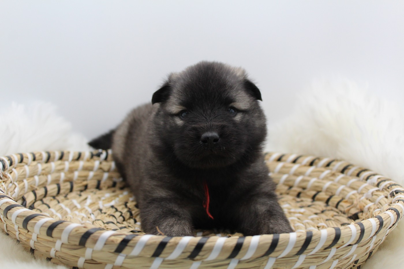 Du Domaine D'Alvheim - Chiots disponibles - Eurasier