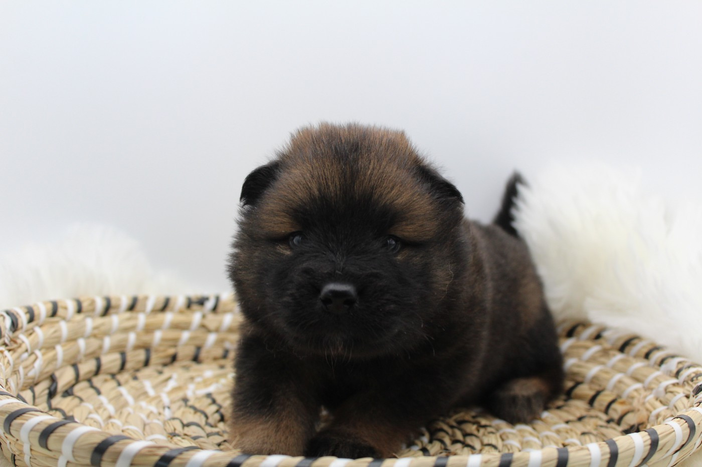 Du Domaine D'Alvheim - Chiots disponibles - Eurasier