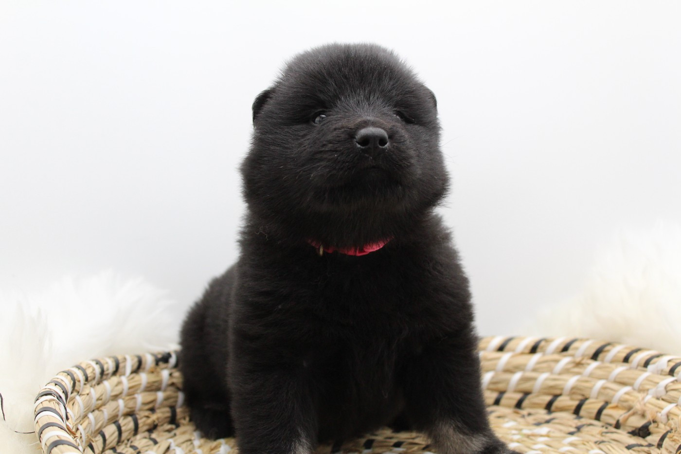 Du Domaine D'Alvheim - Chiots disponibles - Eurasier