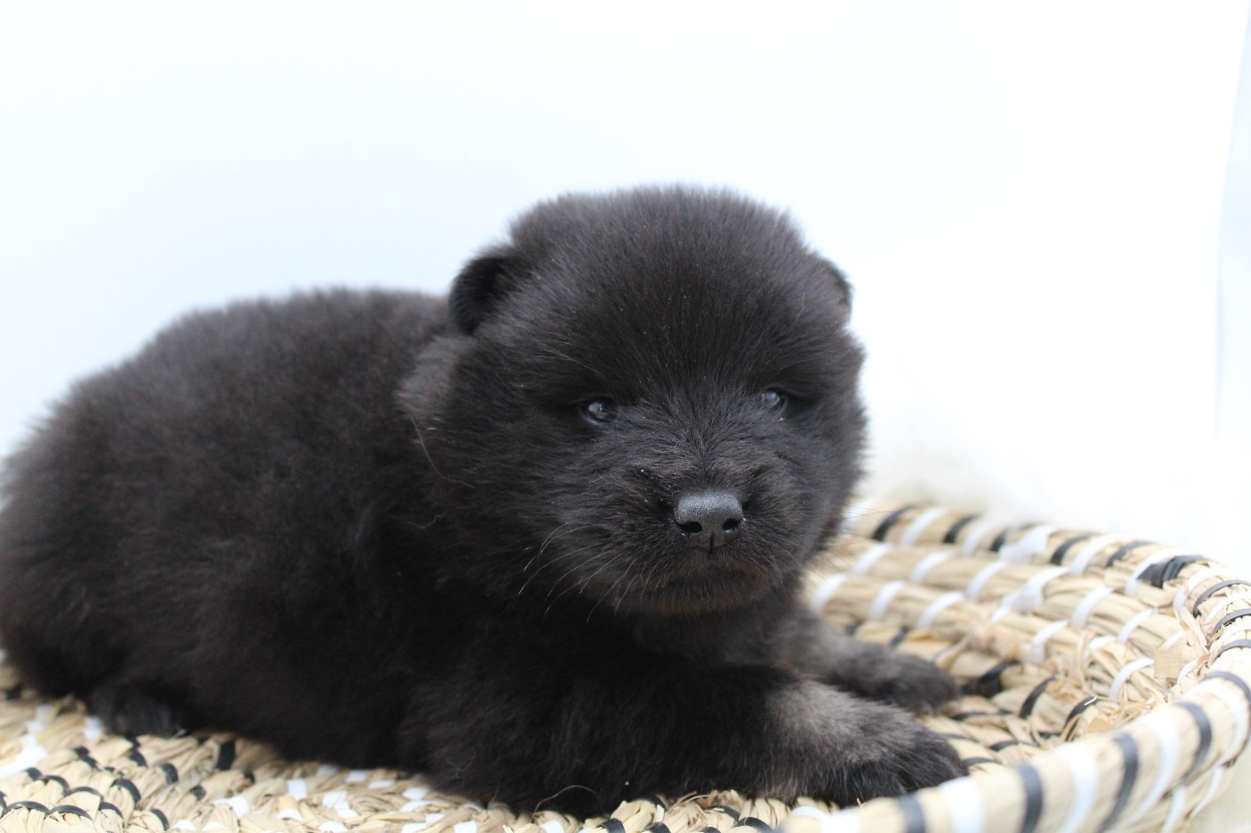 Du Domaine D'Alvheim - Chiots disponibles - Eurasier