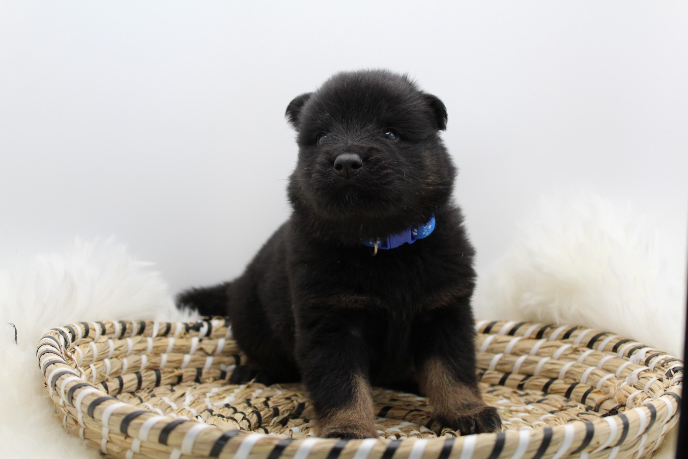 Du Domaine D'Alvheim - Chiots disponibles - Eurasier
