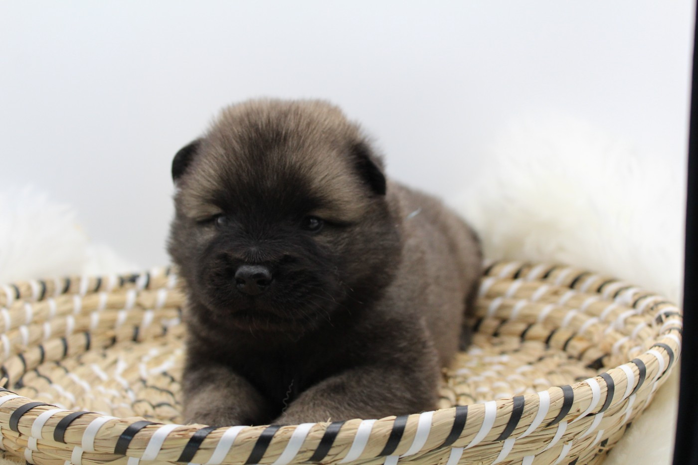 Du Domaine D'Alvheim - Chiots disponibles - Eurasier