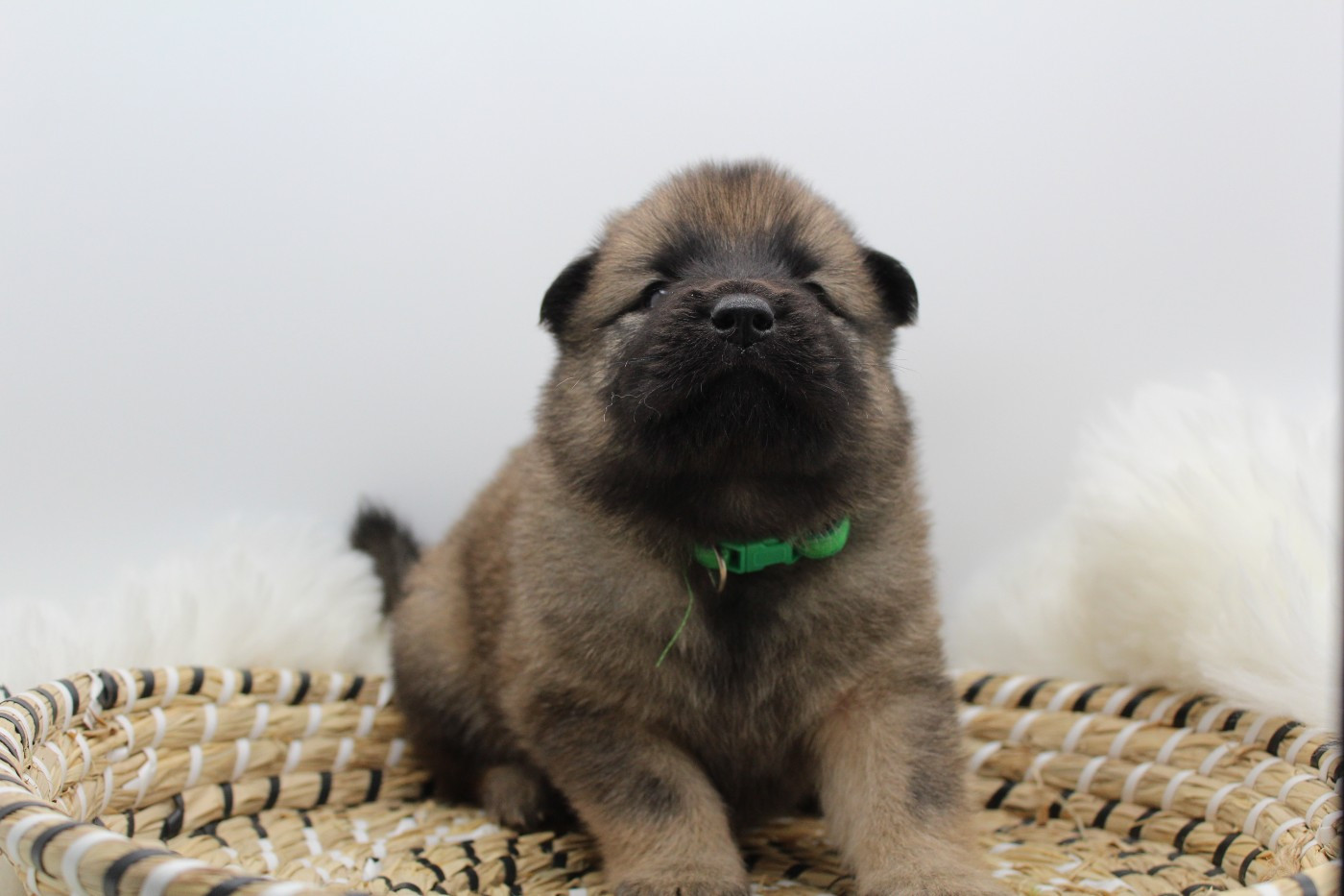 Du Domaine D'Alvheim - Chiots disponibles - Eurasier