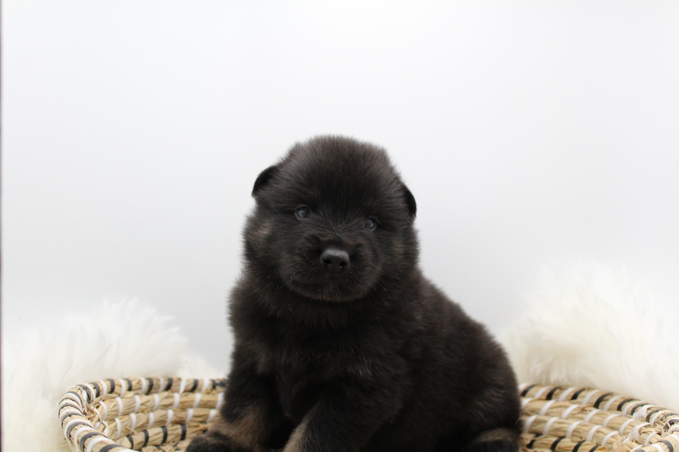 Du Domaine D'Alvheim - Chiots disponibles - Eurasier