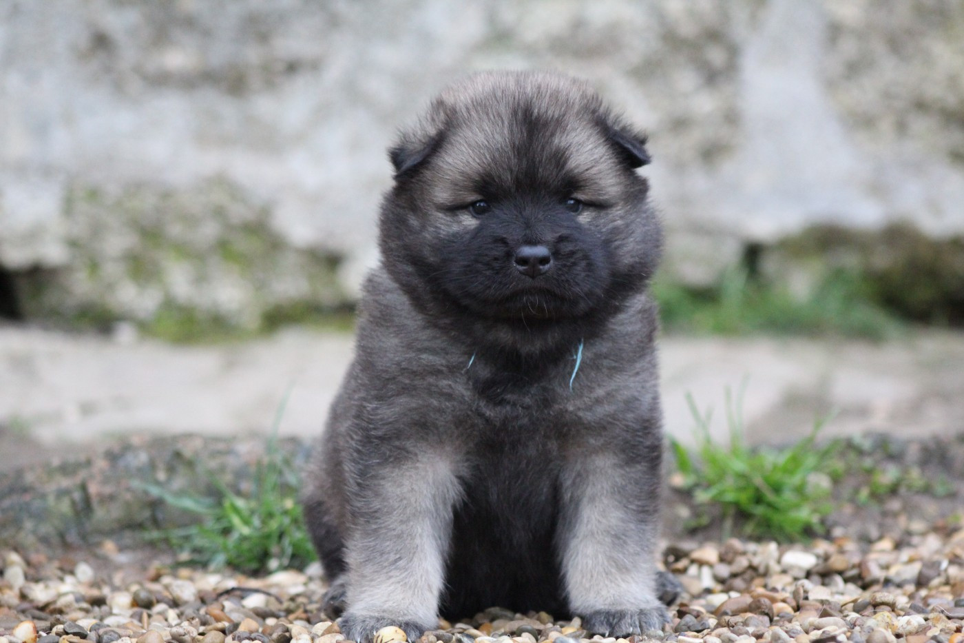 Du Domaine D'Alvheim - Eurasier - Portée née le 19/02/2026
