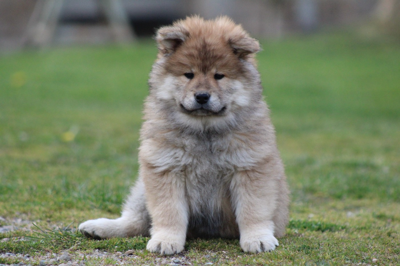 Du Domaine D'Alvheim - Chiots disponibles - Eurasier