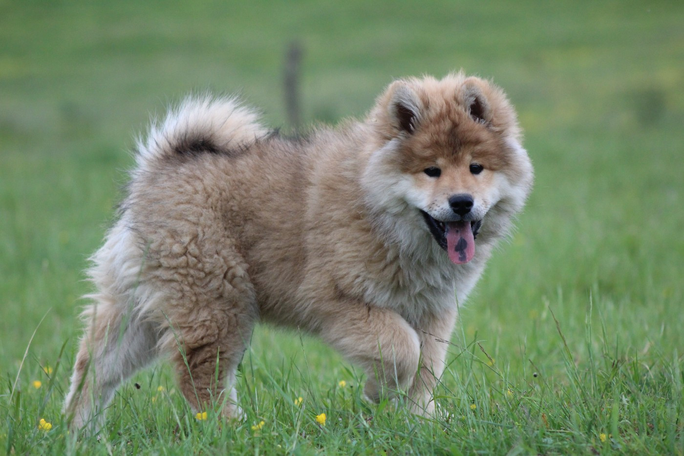 Du Domaine D'Alvheim - Chiots disponibles - Eurasier