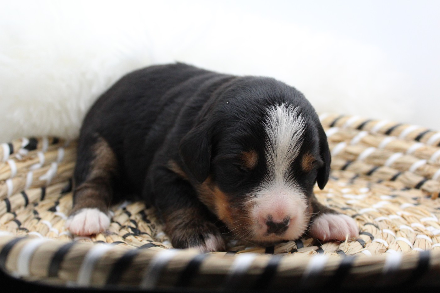 Du Domaine D'Alvheim - Chiots disponibles - Bouvier Bernois