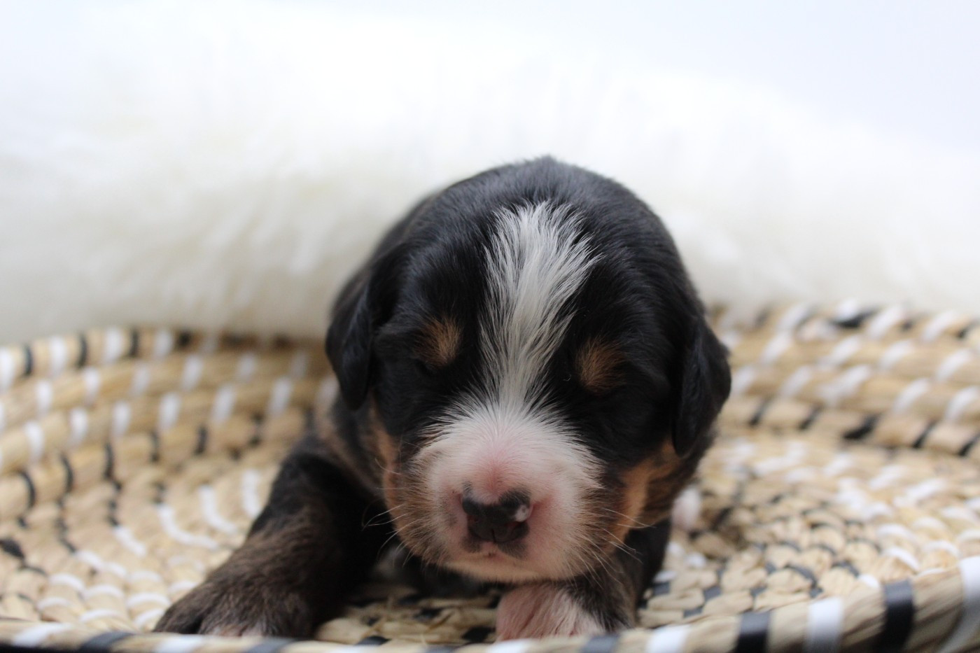 Du Domaine D'Alvheim - Chiots disponibles - Bouvier Bernois