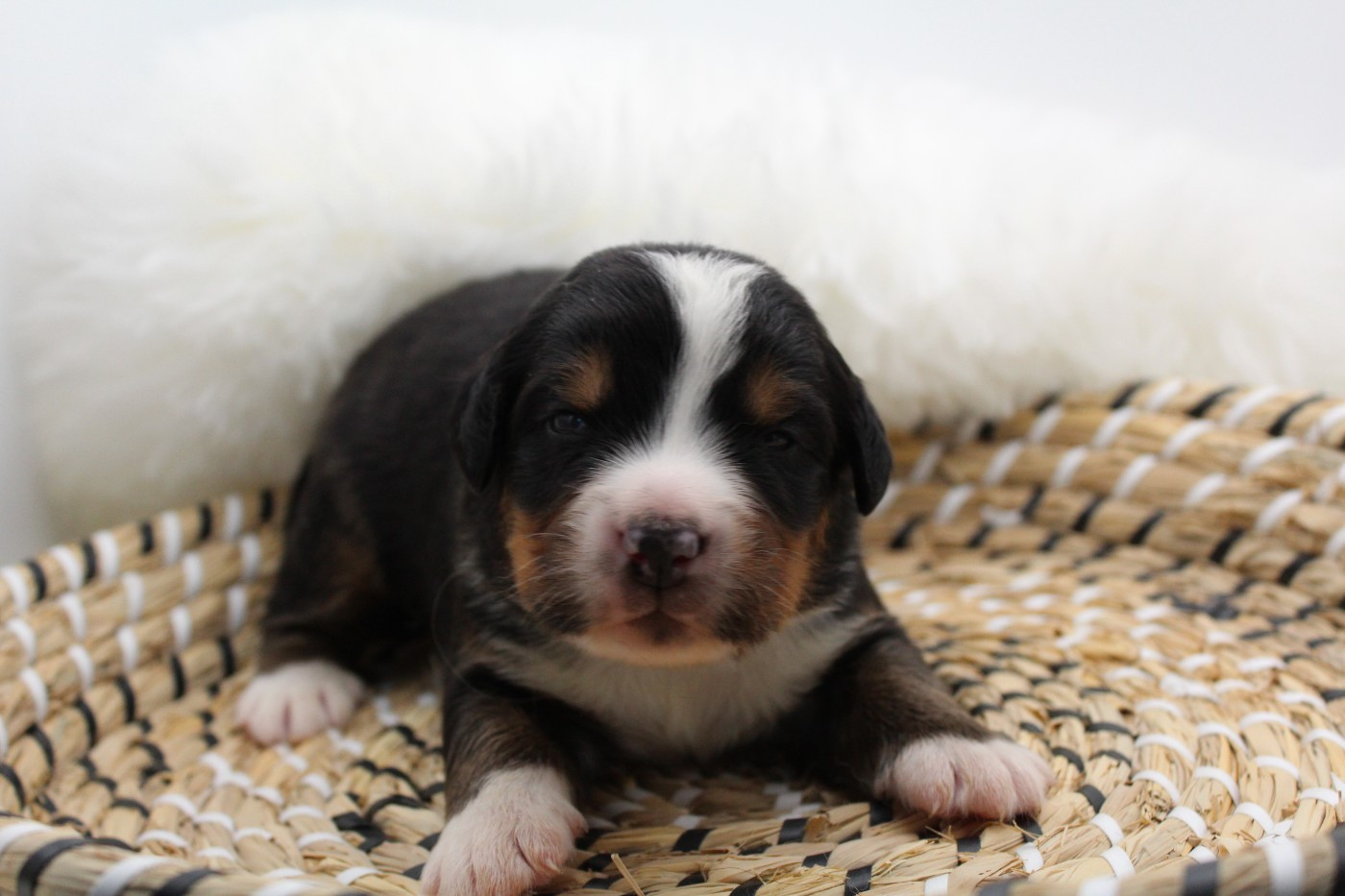 Du Domaine D'Alvheim - Chiots disponibles - Bouvier Bernois