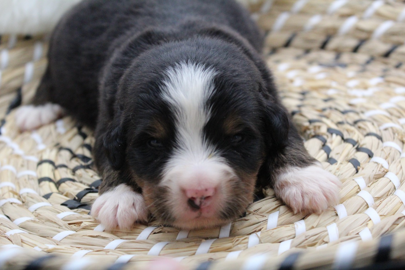 Du Domaine D'Alvheim - Chiots disponibles - Bouvier Bernois