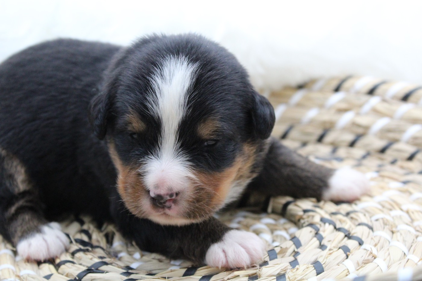 Du Domaine D'Alvheim - Chiots disponibles - Bouvier Bernois