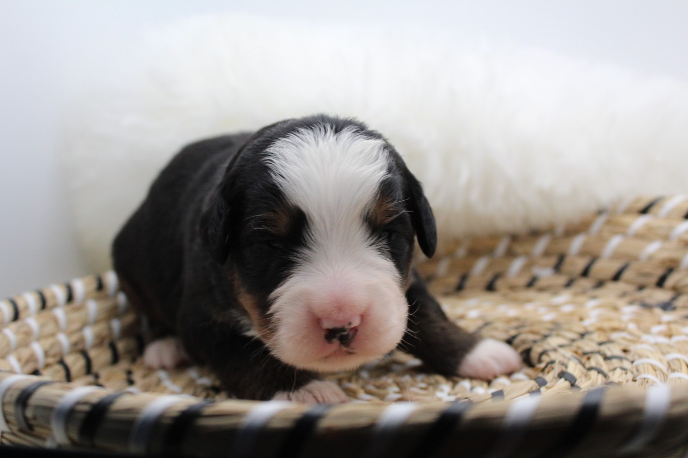 Du Domaine D'Alvheim - Chiots disponibles - Bouvier Bernois