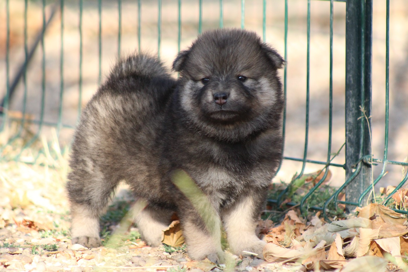 Du Domaine D'Alvheim - Chiots disponibles - Eurasier