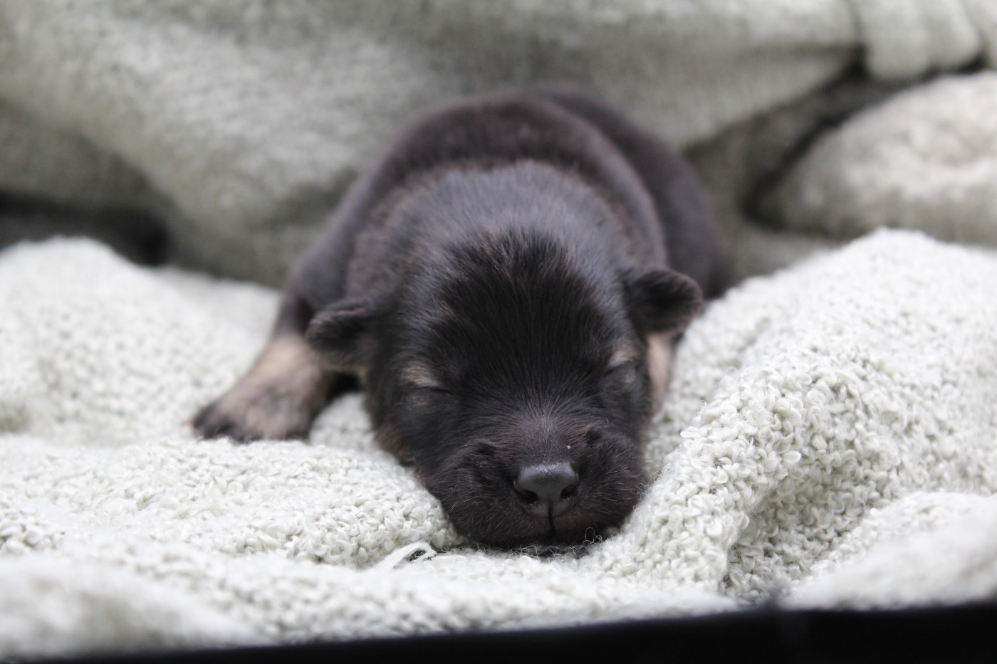 Du Domaine D'Alvheim - Chiots disponibles - Eurasier