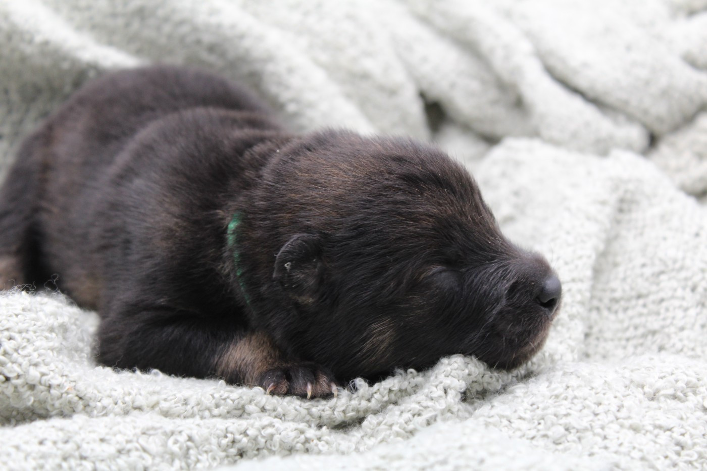 Du Domaine D'Alvheim - Chiots disponibles - Eurasier