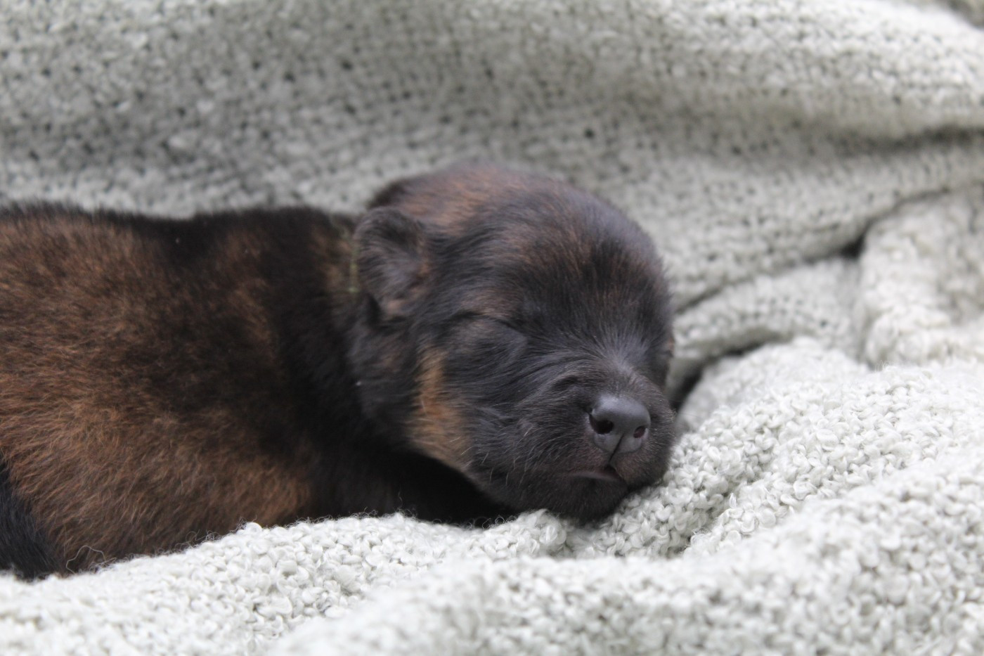 Du Domaine D'Alvheim - Chiots disponibles - Eurasier