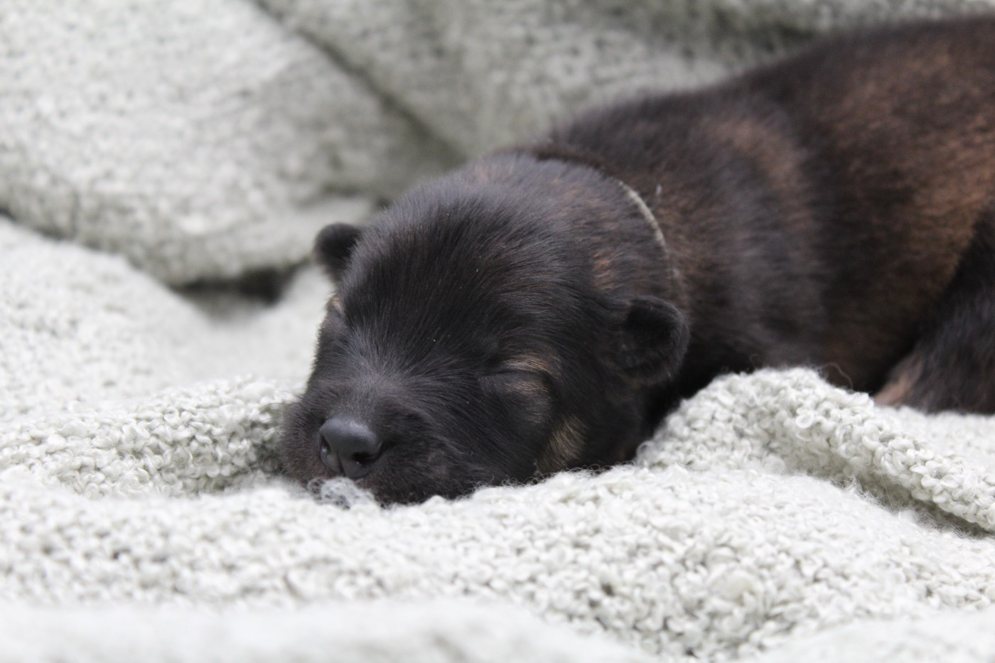 Du Domaine D'Alvheim - Chiots disponibles - Eurasier