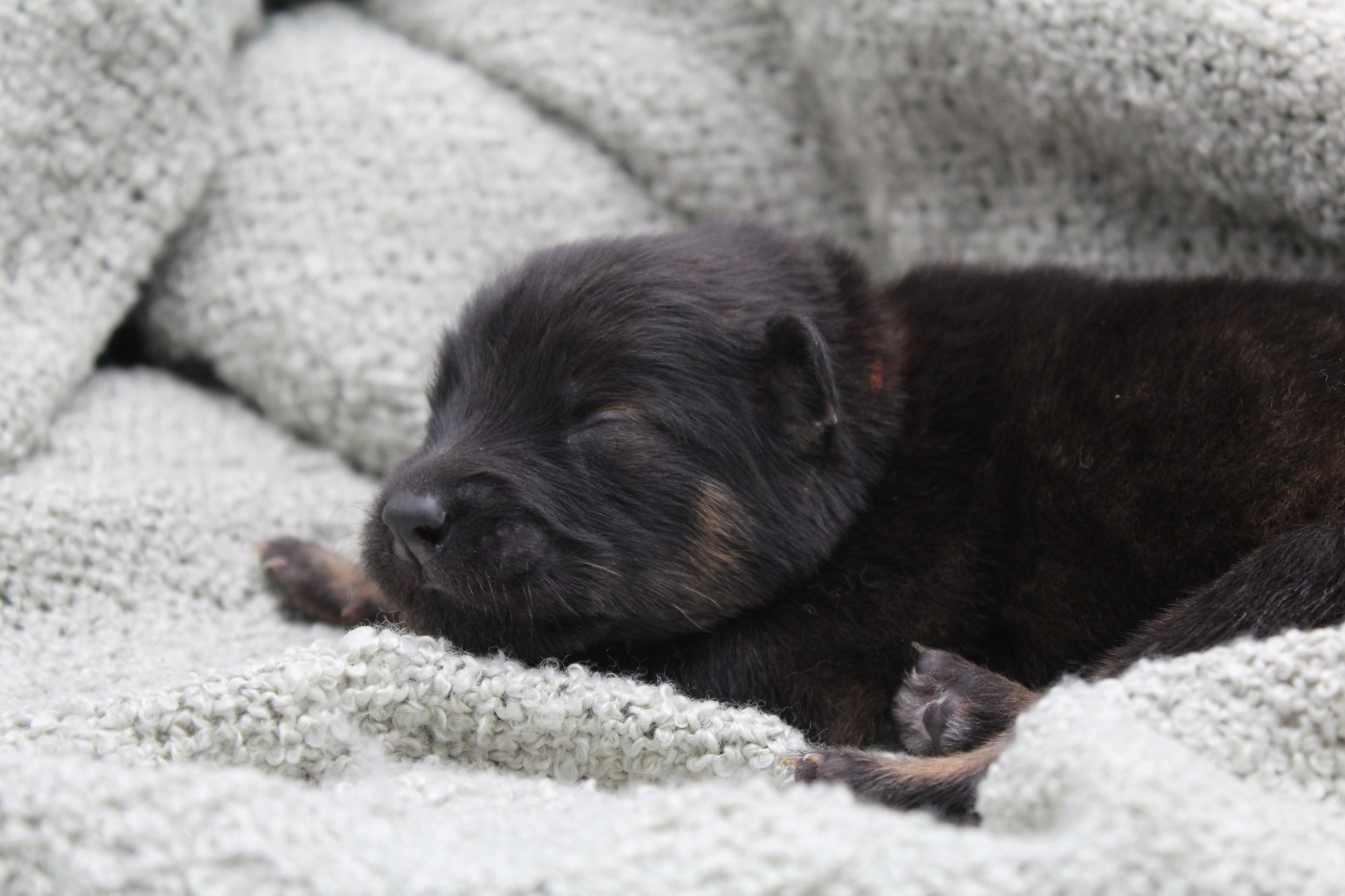 Du Domaine D'Alvheim - Chiots disponibles - Eurasier