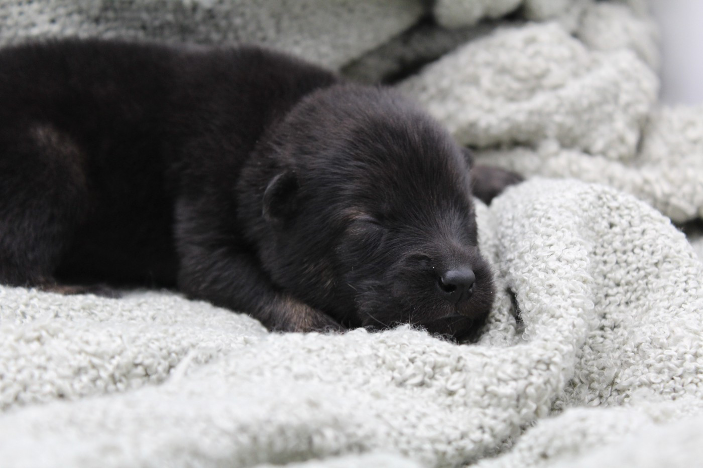 Du Domaine D'Alvheim - Chiots disponibles - Eurasier